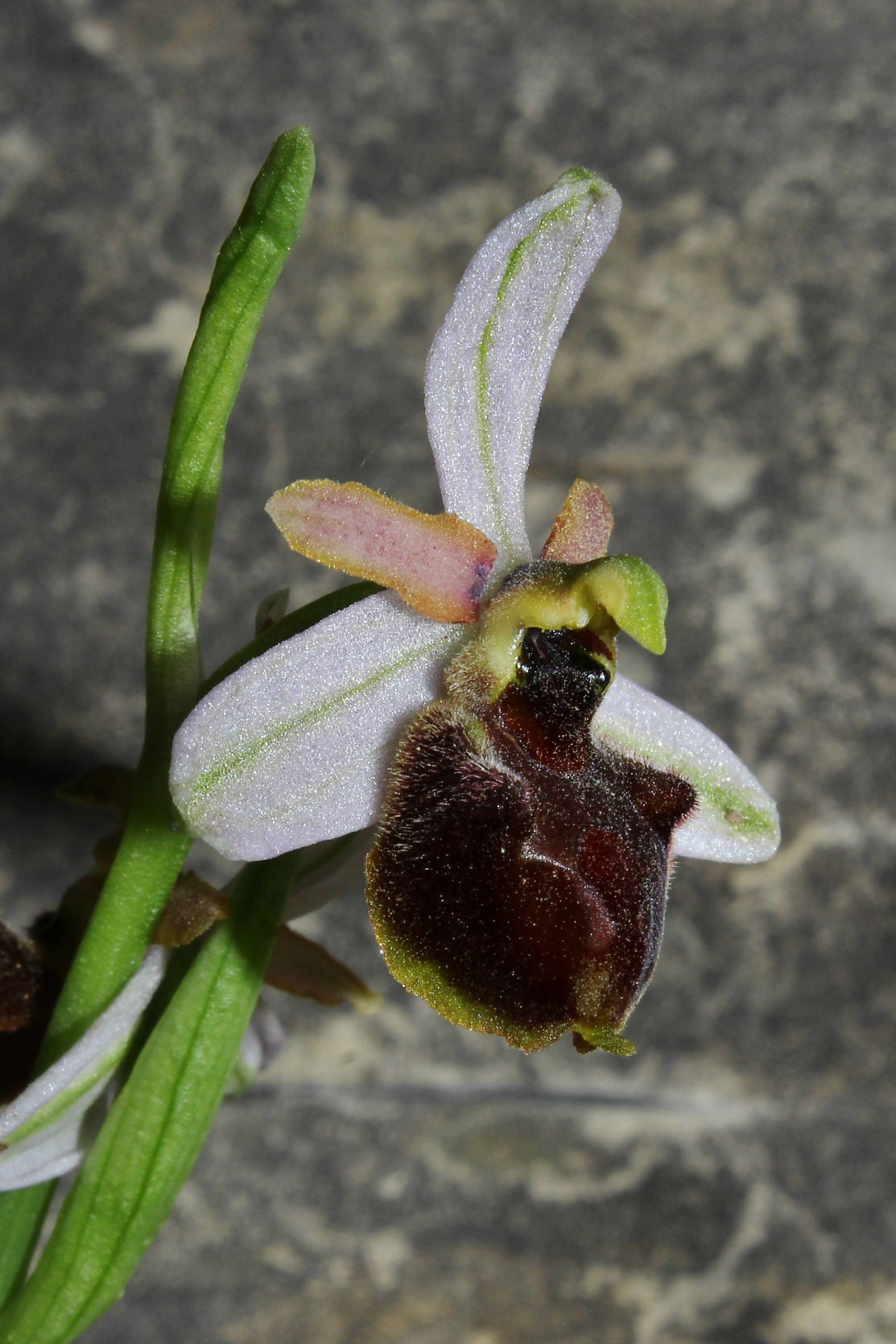 Ophrys exaltata subsp. montis-leonis - variabilit